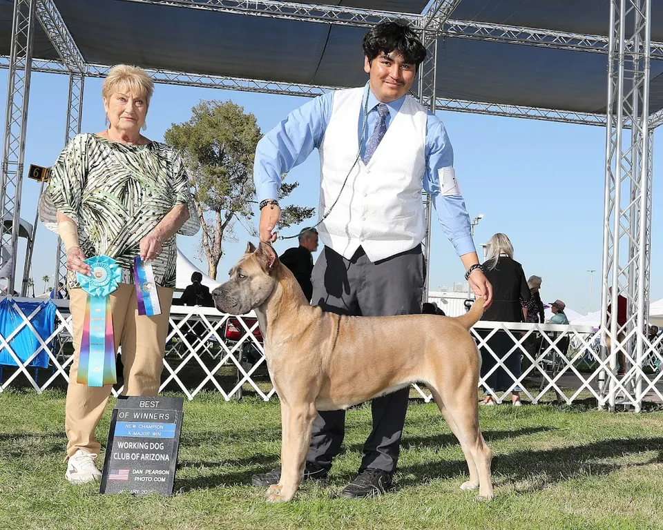 Fawn Cane Corso stacked in the show ring after winning Best of Winners at the Working Dog Club of Arizona show