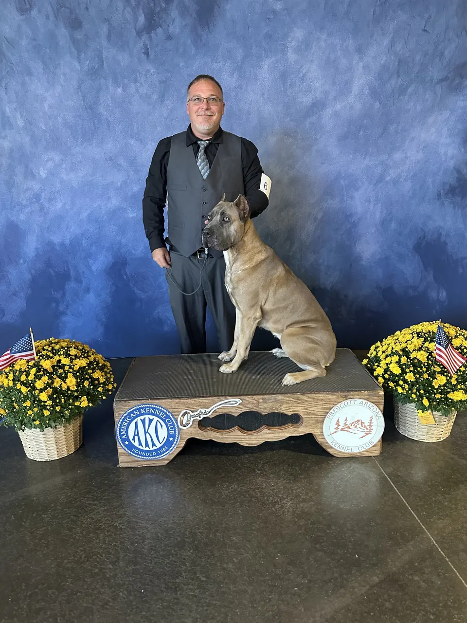 Fawn Cane Corso win photo at an AKC dog show