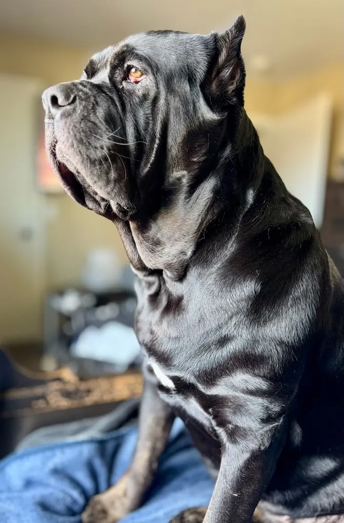 Black Cane Corso portrait in warm light