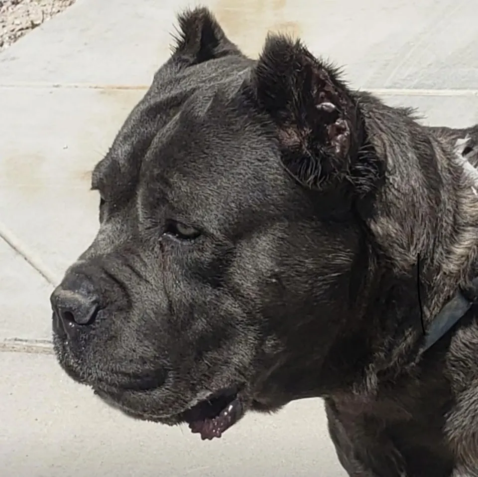 Close-up of a black Cane Corso's head