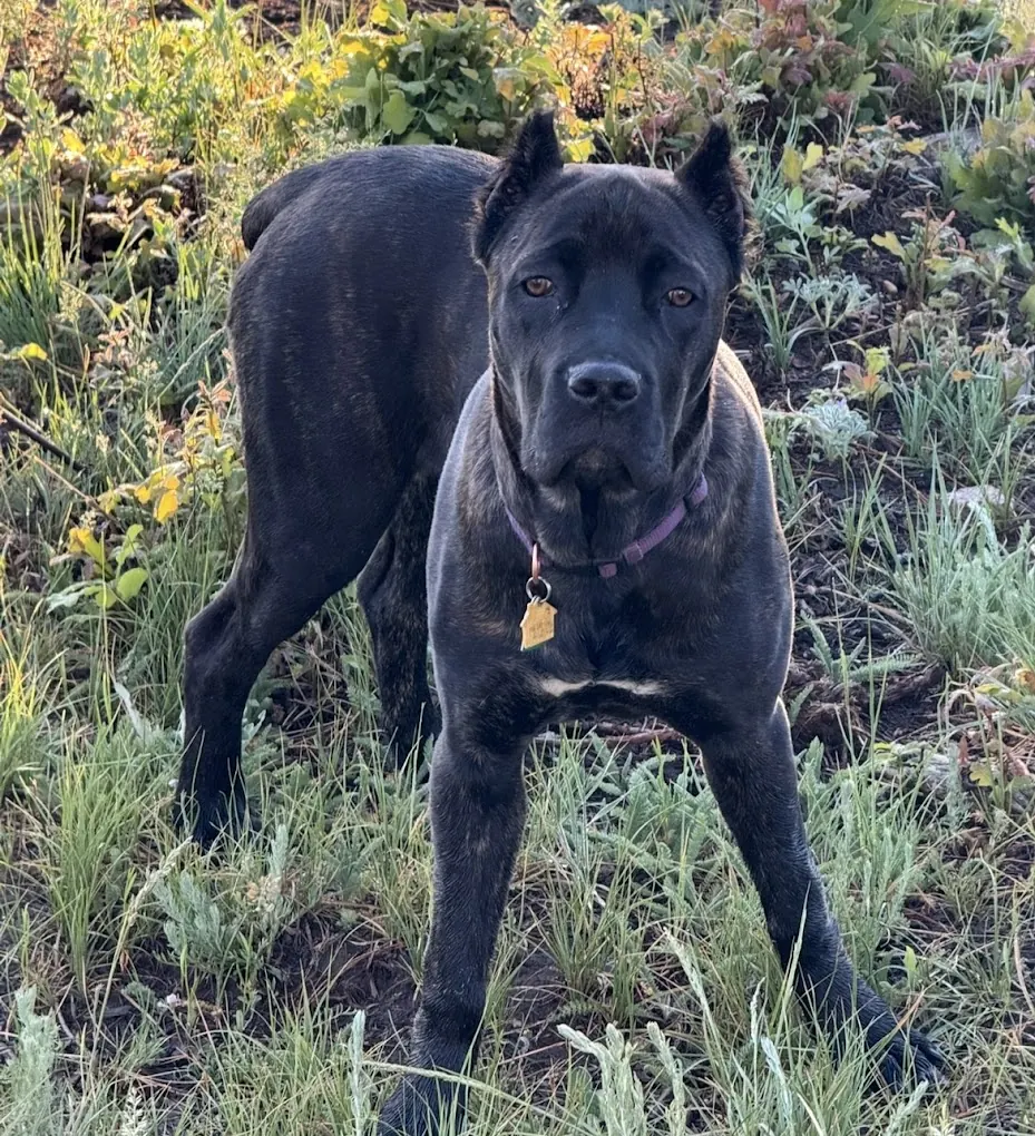 Black Cane Corso standing in tall grass