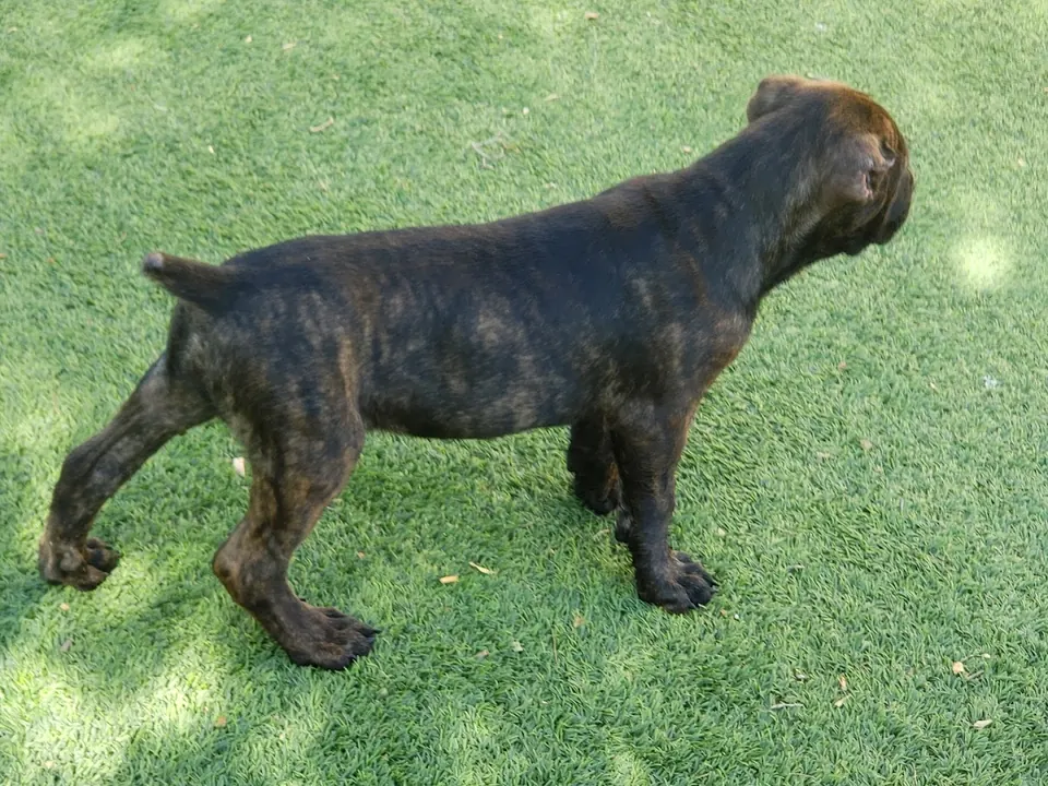 Brindle Cane Corso puppy standing on turf