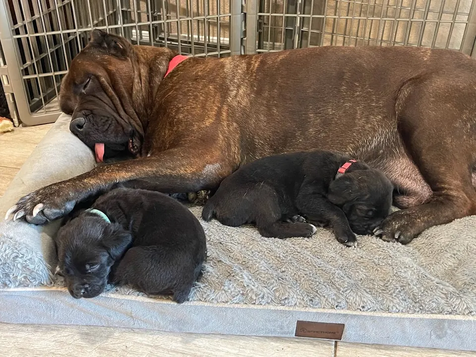 Brindle Cane Corso mother resting with her puppies