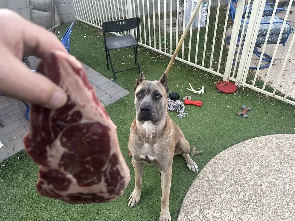 Fawn Cane Corso waiting politely for a treat