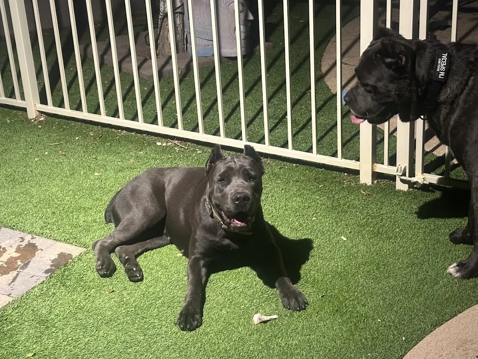 Gray Cane Corso lying on turf by the fence