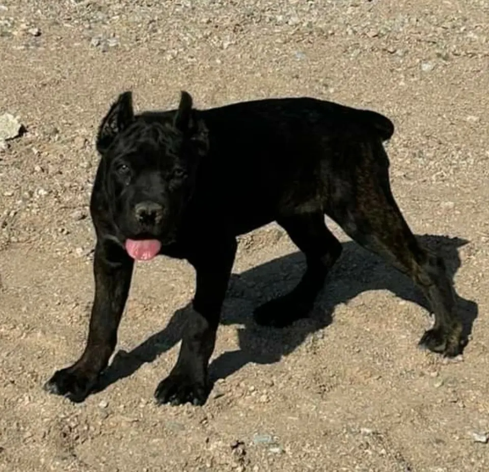 Black Cane Corso standing in the sun