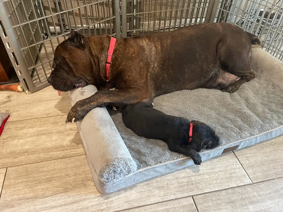 Brindle Cane Corso on a dog bed with a sleeping puppy