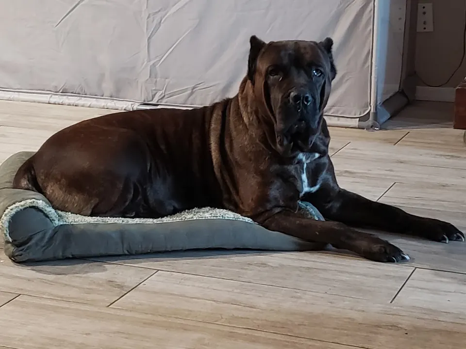 Brindle Cane Corso lying on a dog bed indoors