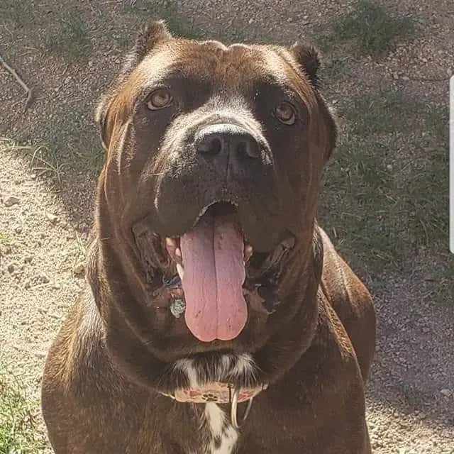 Close-up of a brindle Cane Corso with its tongue out