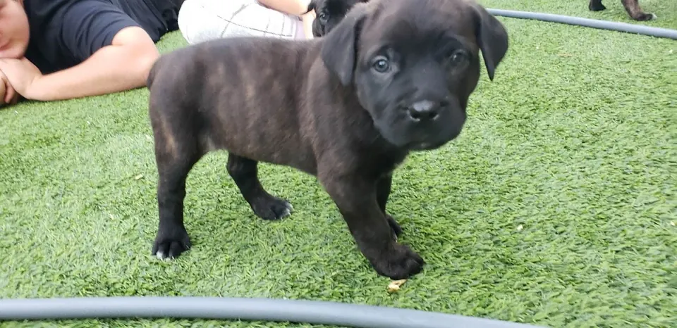 Brindle Cane Corso puppy on turf