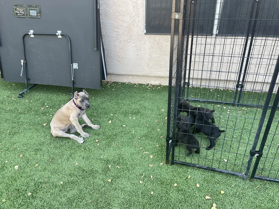 Fawn Cane Corso puppy on turf near the puppy pen