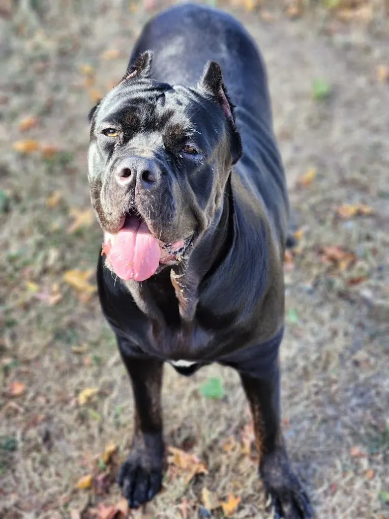 Gray brindle Cane Corso with its tongue out