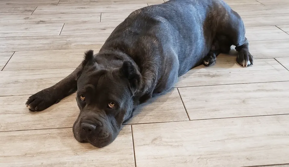 Black Cane Corso stretched out on a tile floor