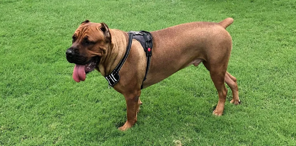 Red fawn Cane Corso in a harness on grass