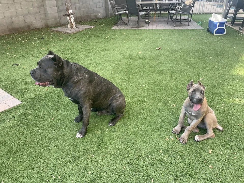 Brindle Cane Corso and a fawn puppy on turf
