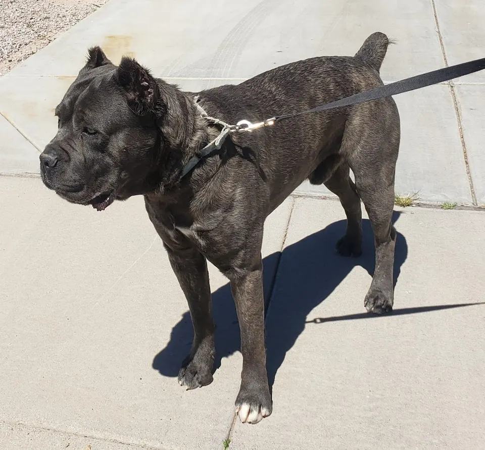 Gray brindle Cane Corso on a leash