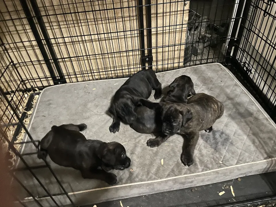 Cane Corso puppies resting in a crate