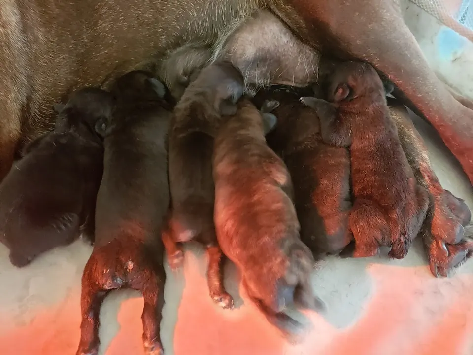 Newborn Cane Corso puppies nursing