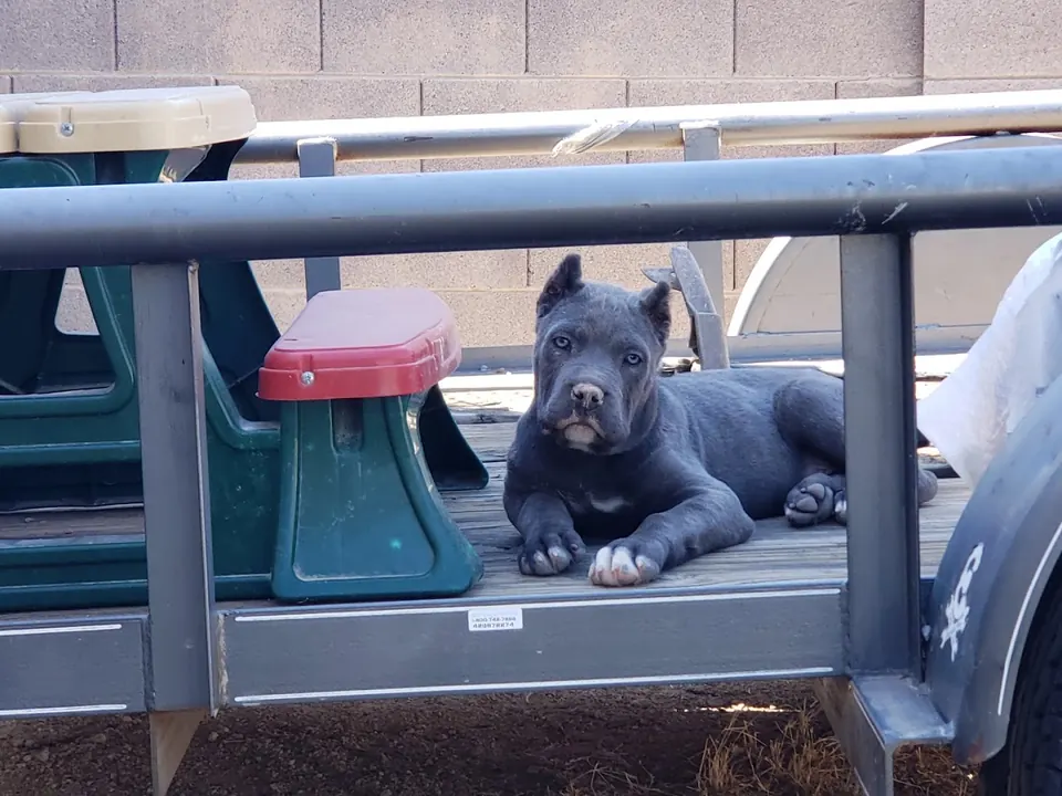 Gray Cane Corso puppy lying on a truck tailgate
