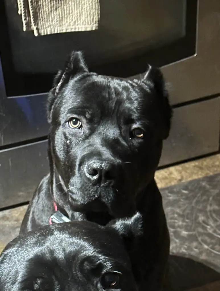 Black Cane Corso portrait in sunlight
