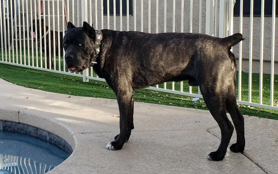 Black brindle Cane Corso standing by a pool