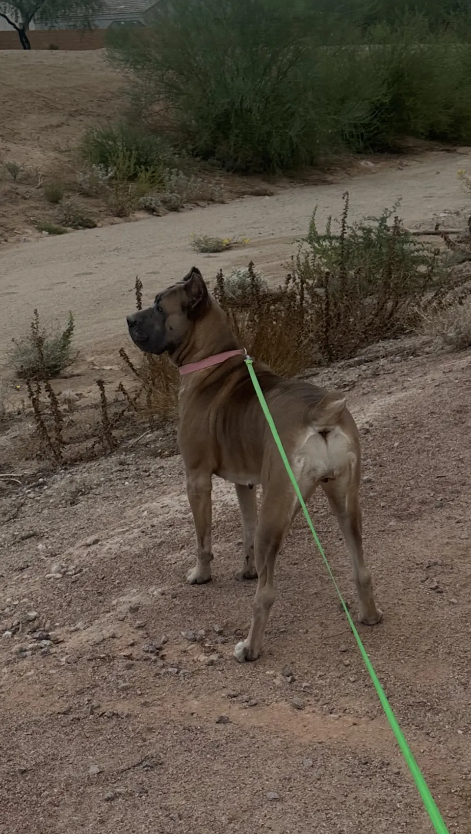 Fawn Cane Corso on a long leash on a desert trail