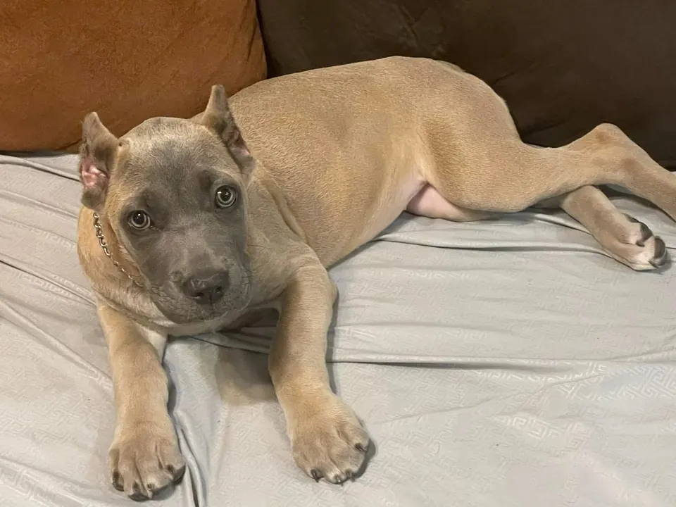 Fawn Cane Corso puppy lying on a bed
