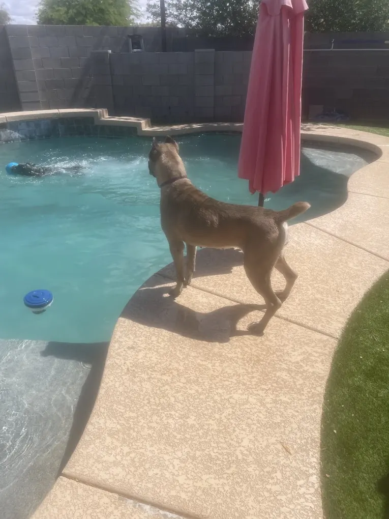 Fawn Cane Corso standing beside a backyard pool