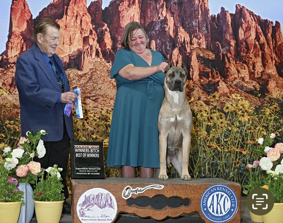 Sophie after a major win at the Superstition Kennel Club show